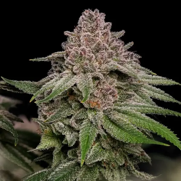 Blue Mystic
