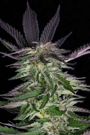GRANDADDY PURPLE