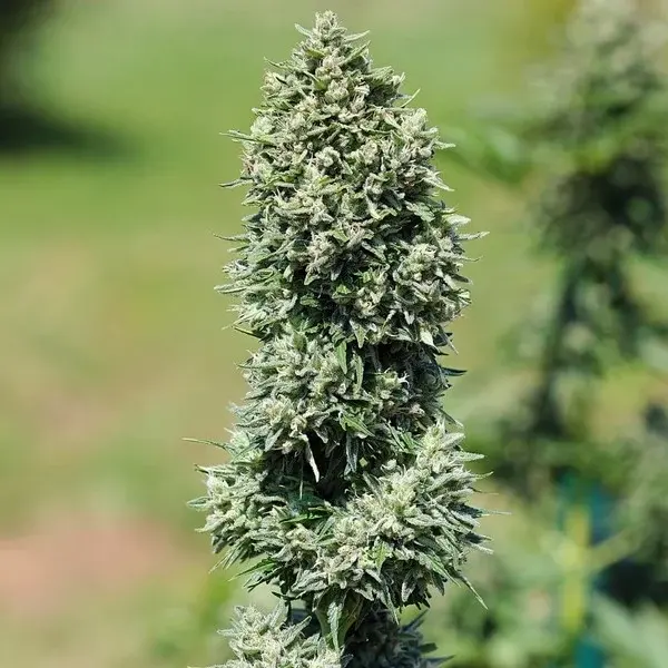 Royal Cookies AUTO