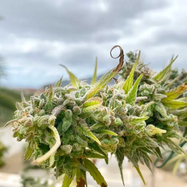 Blue Dream