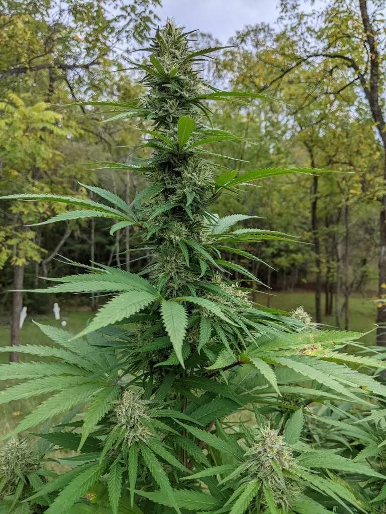 Chemdawg