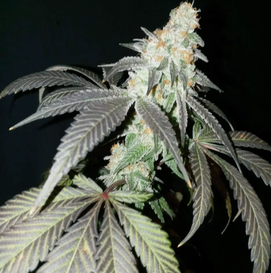 Slurricane