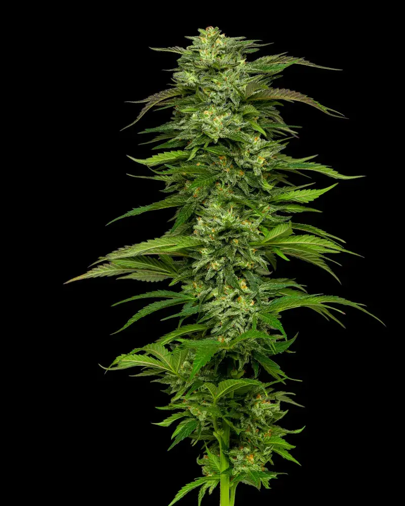 Dream Queen Auto