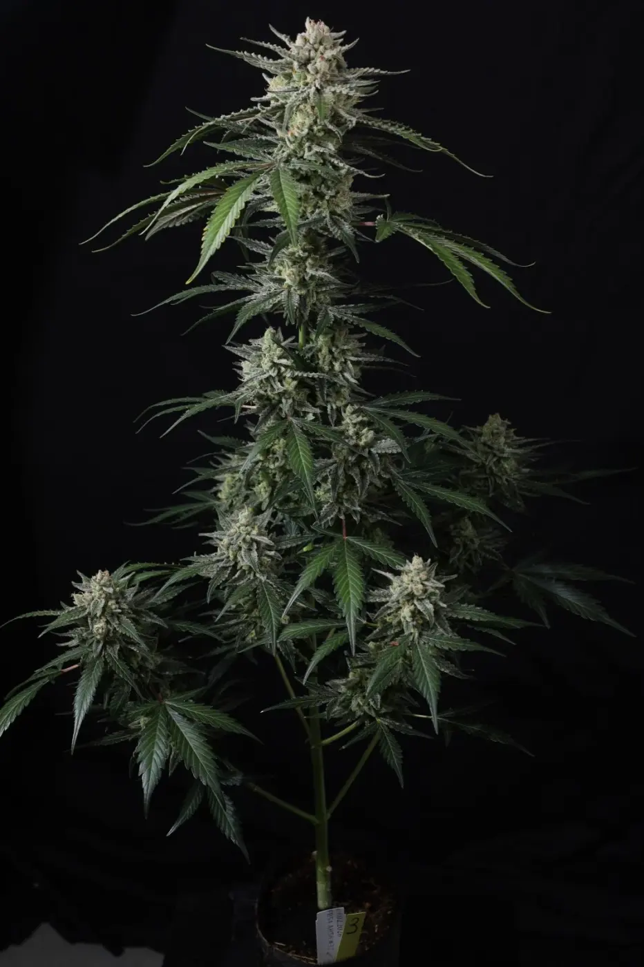 Banana Guava Auto