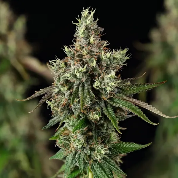 Royal Cookies