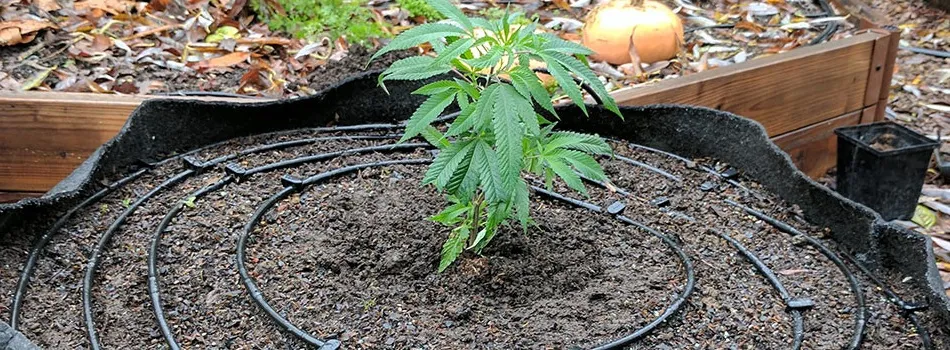 Automated drip rings deliver uniform moisture directly to the root zone.