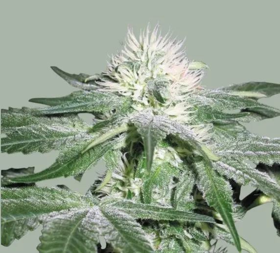 White Ice