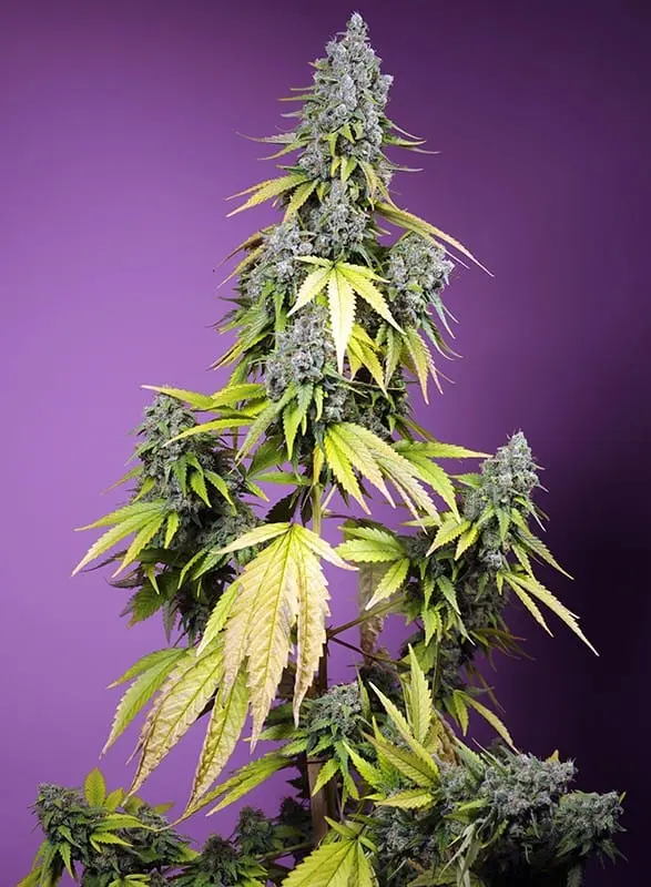 Jet Fuel Mandarine XL Auto Feminised