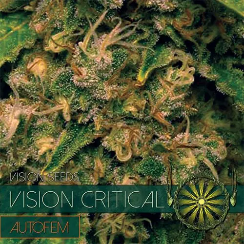 Critical Auto Feminised