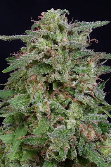White Widow