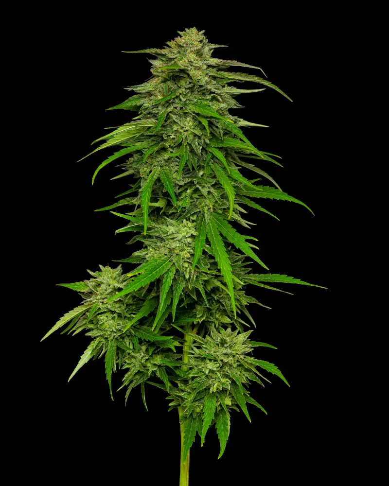 Mango Sherbet Auto