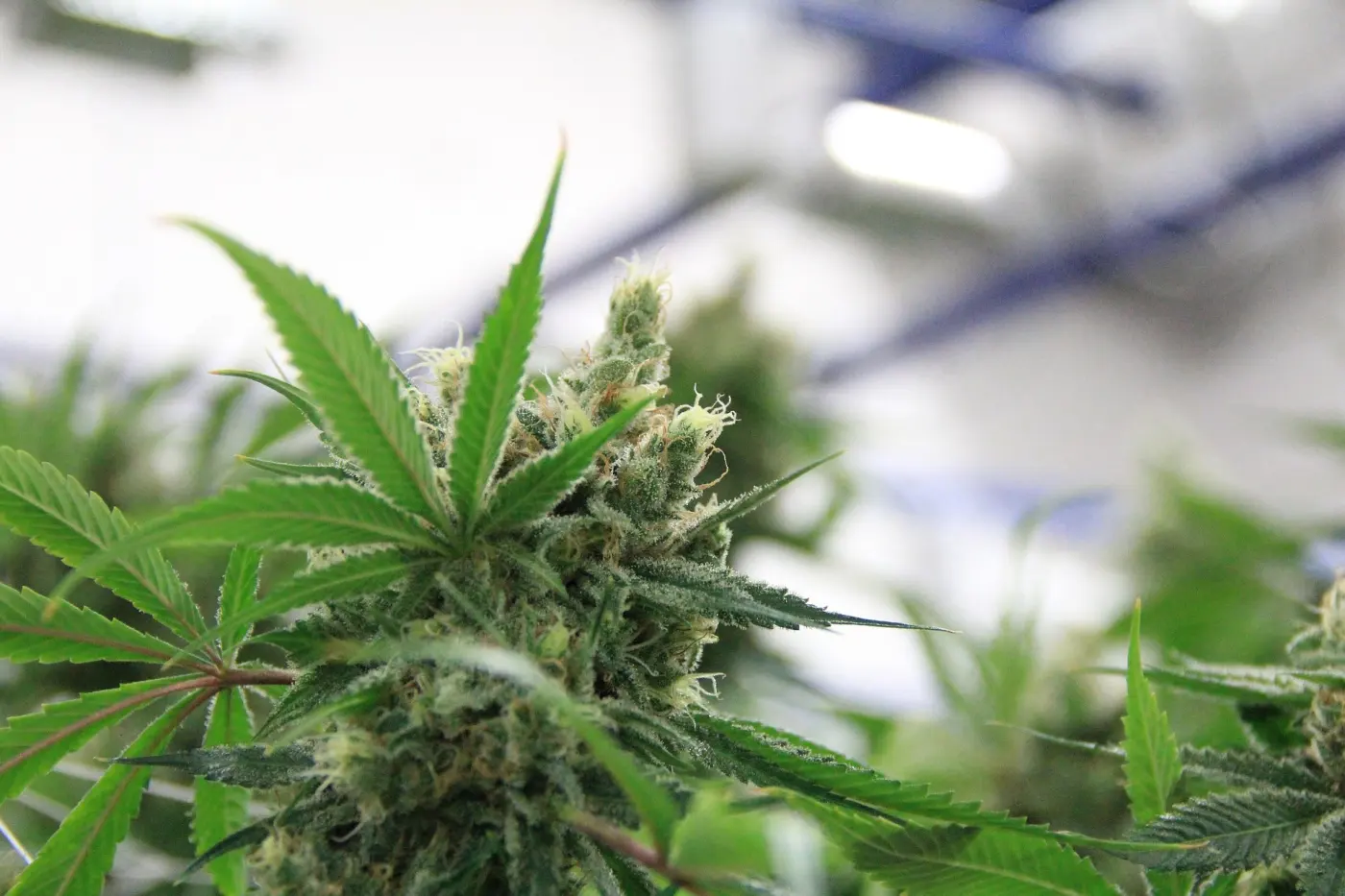 The Ultimate Guide to Growing Cannabis Indoors: Seed to Harvest