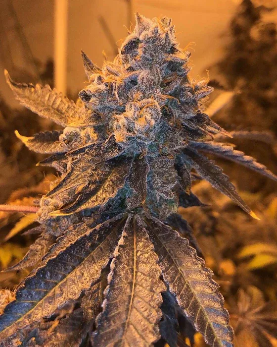 Blue Pancakes