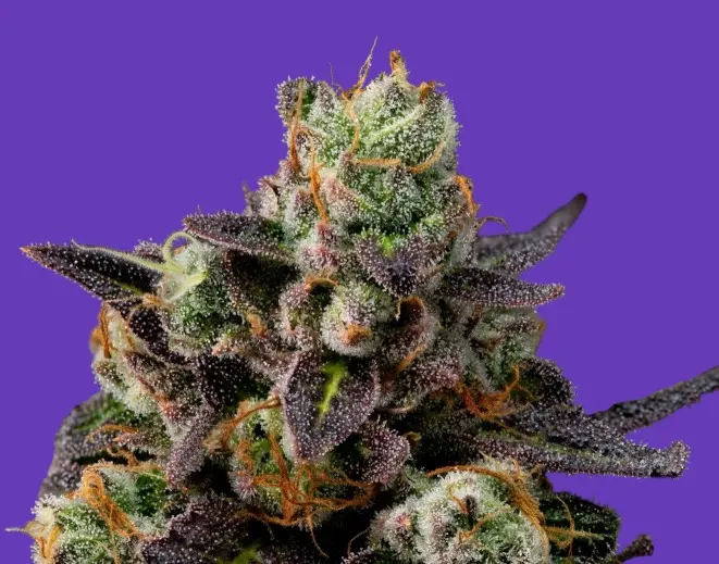 Granddaddy Purple