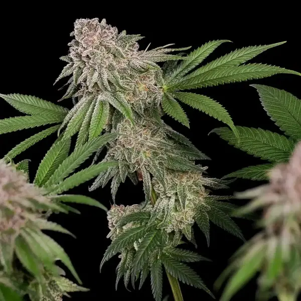 Blue Mystic
