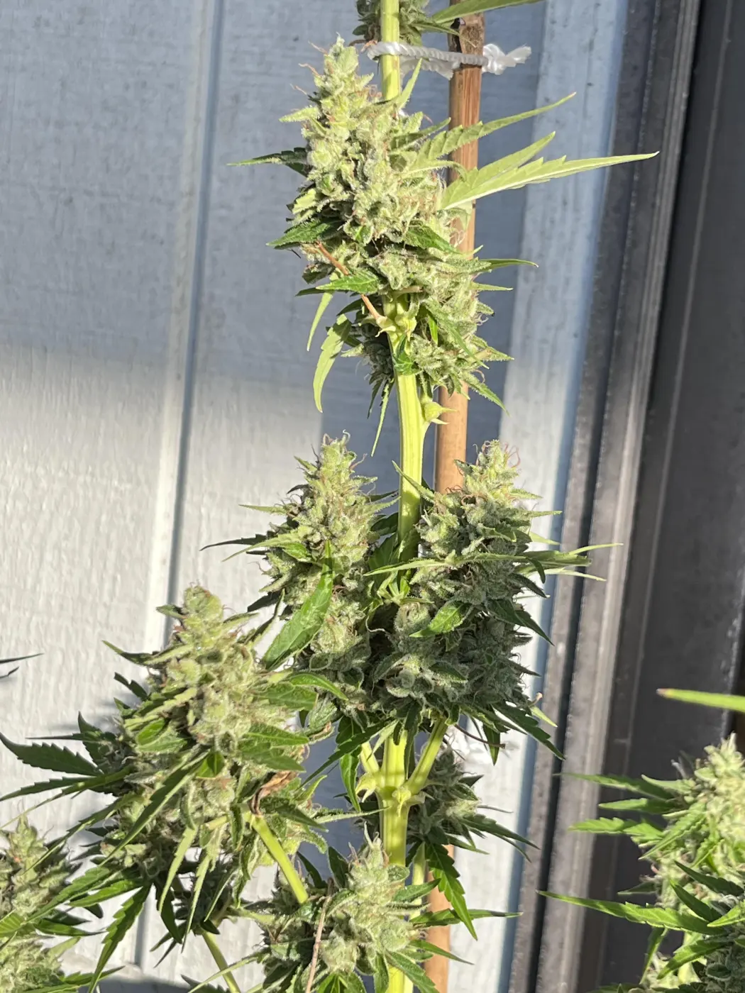 Chunky Skunk