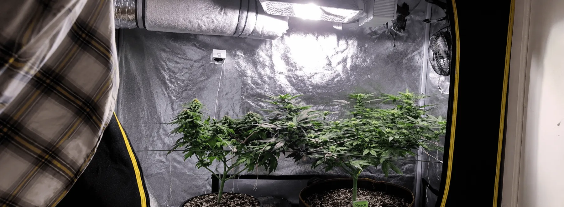 Ceramic Metal Halide (CMH) lighting offers a broad, balanced spectrum that has made it a popular option for indoor cultivation. CMH can be a strong middle-ground option for growers looking for quality spectrum, good plant visibility, and proven HID lighti