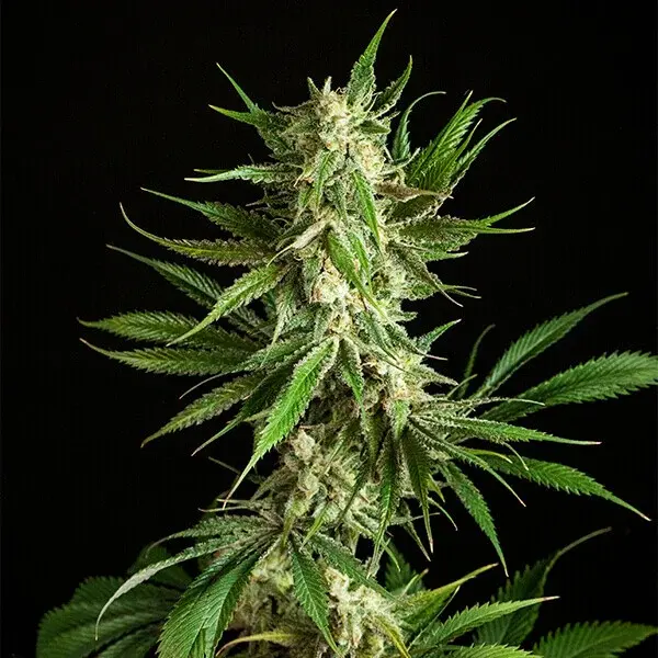 Mother Gorilla