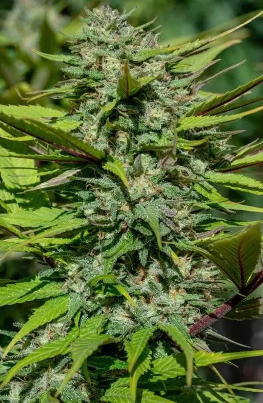 Nepal Jam