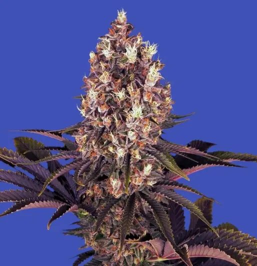 Blueberry