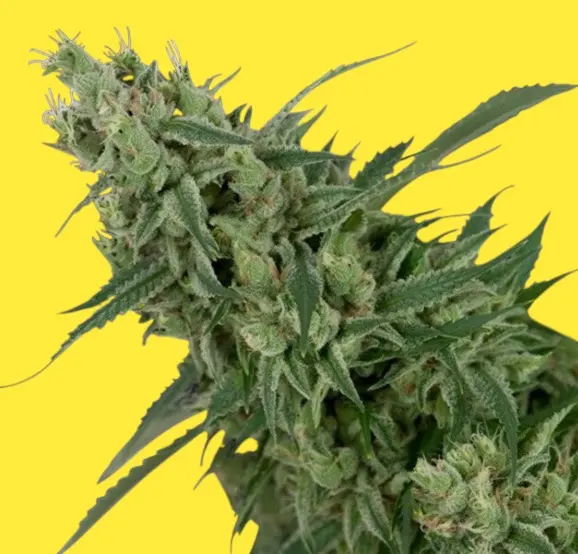 Double Tangie Banana