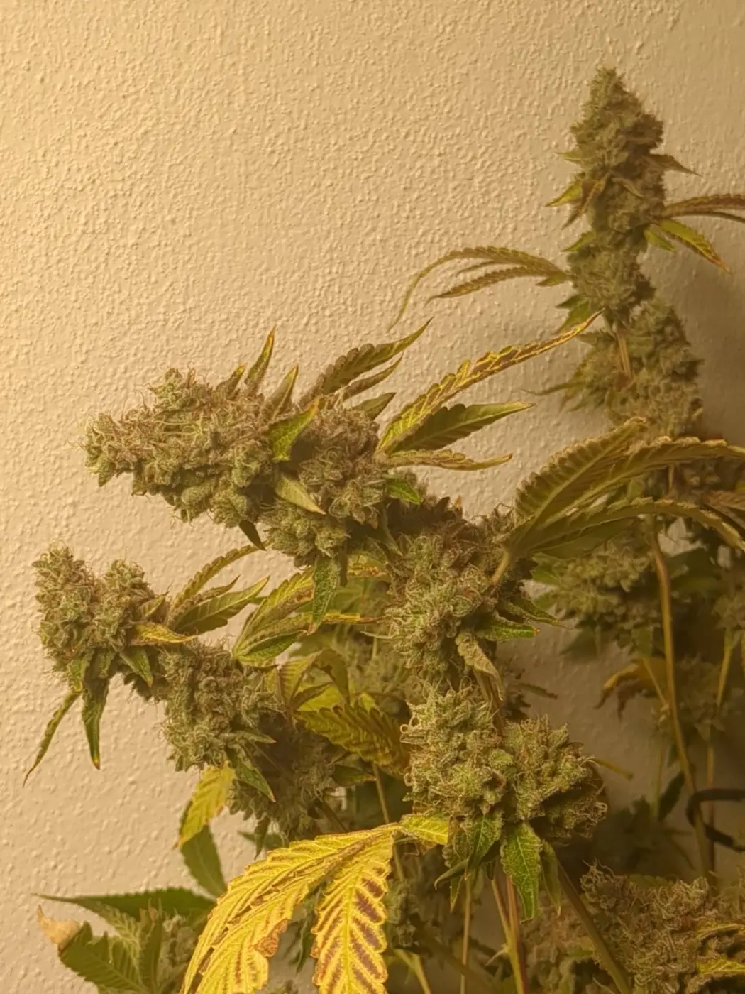 Chemdawg Millionaire Guava