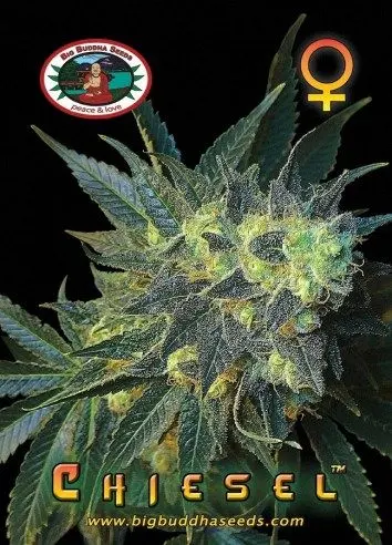 Chiesel