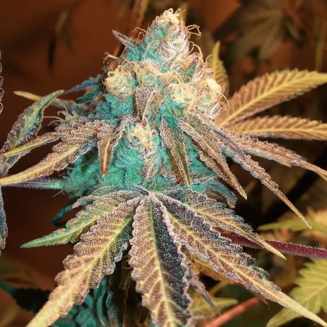 Phantom Cookies