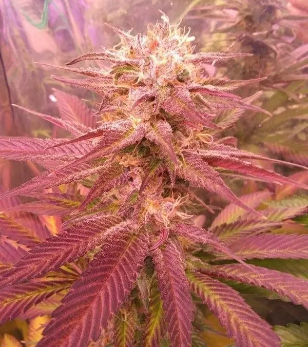 Nepal Jam x Kali