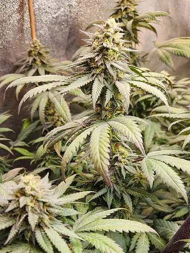 Grizzly Purple Kush