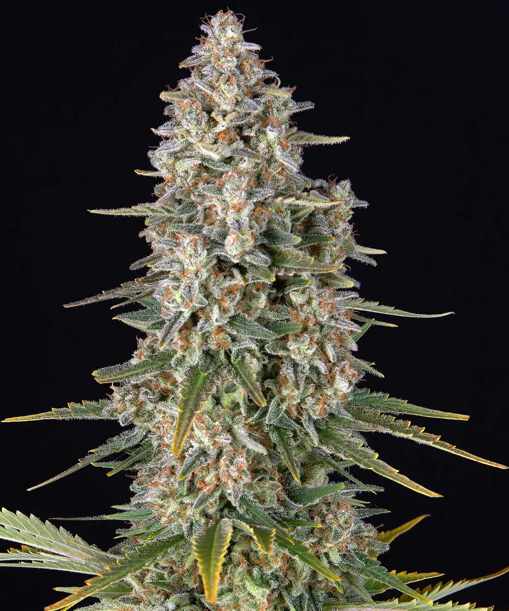 Pineapple Chunk