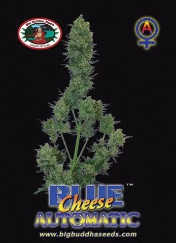 Blue Cheese