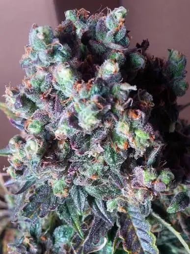 Auto Black Valium Feminised
