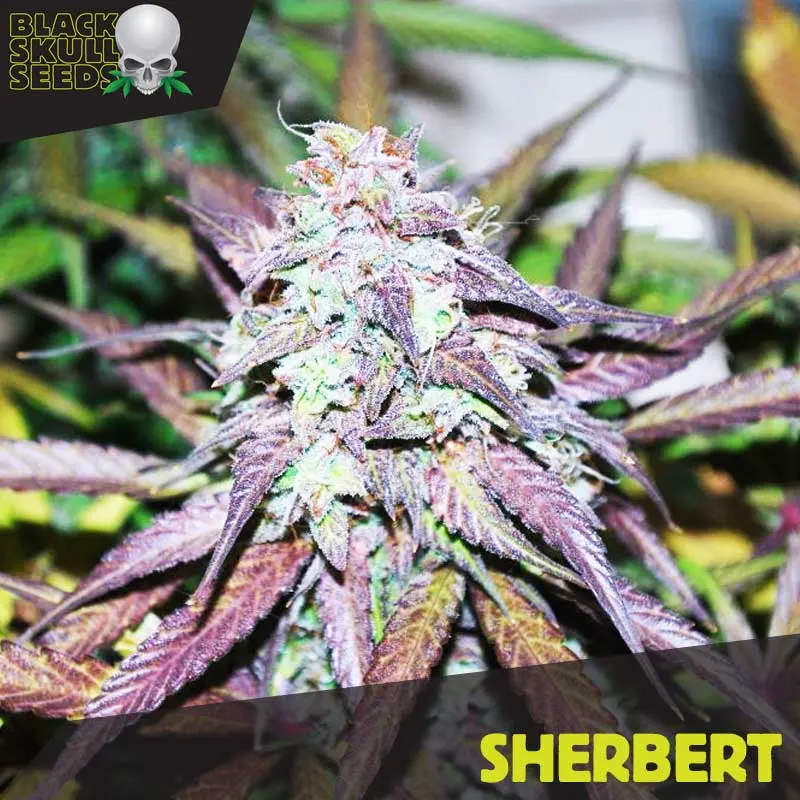 Sherbet