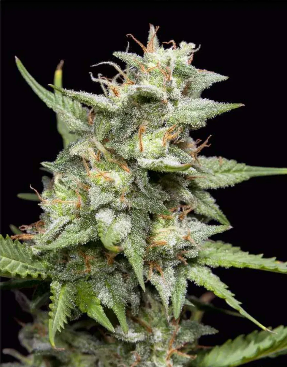 Sherbet