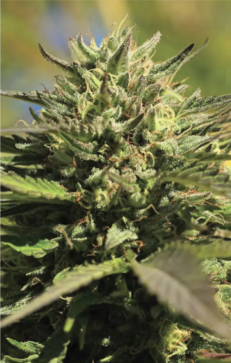 OG Kush Auto