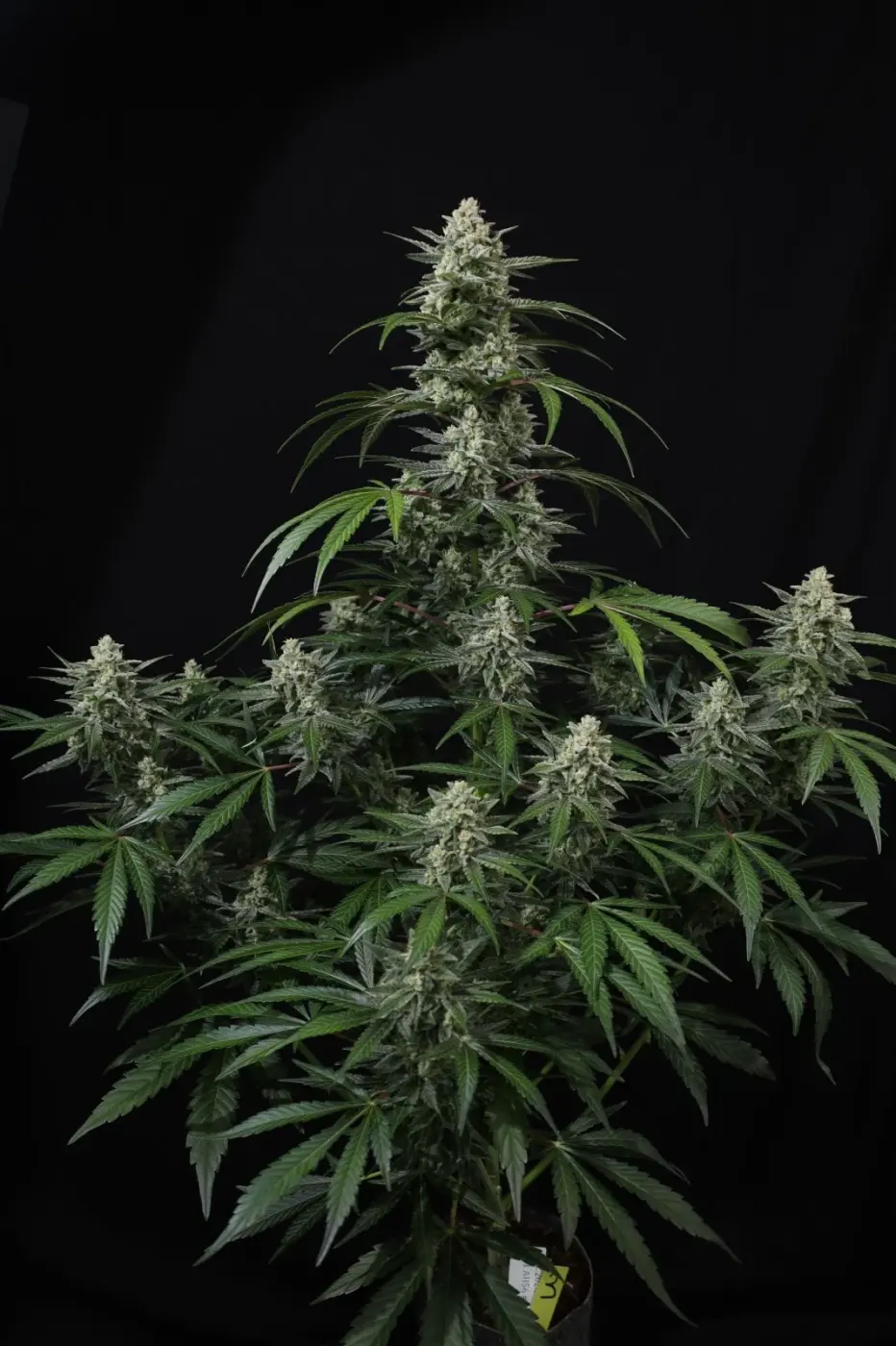 Banana Frost
