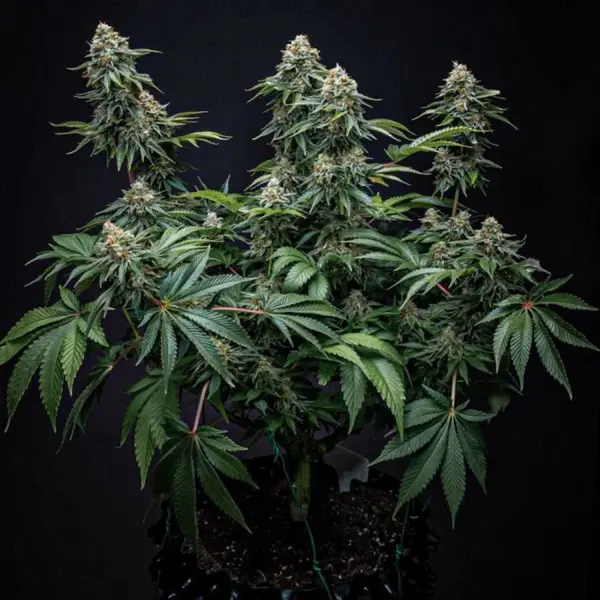 Cherry Pie