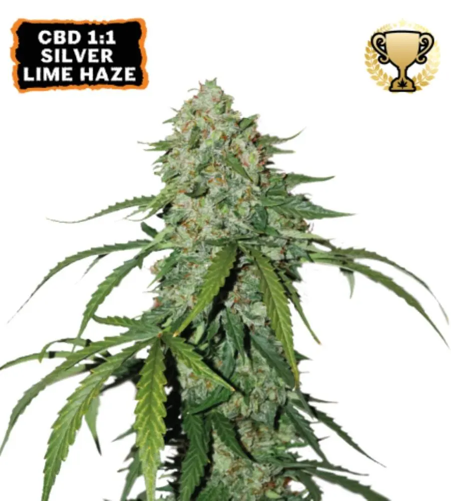 CBD 11 Silver Lime Haze Auto Feminised