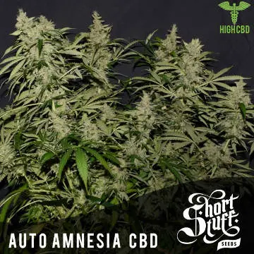Auto Amnesia CBD Feminised