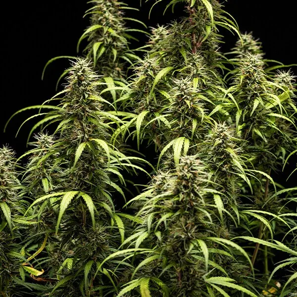 GOAT’lato Auto
