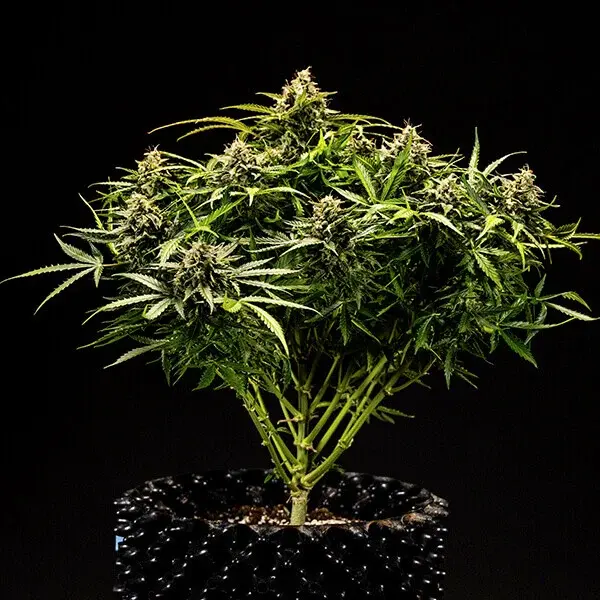 Apollo F1 Auto