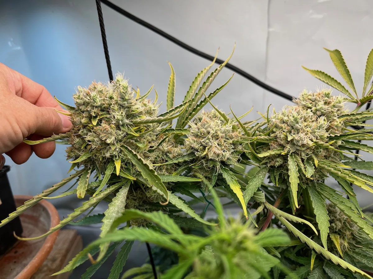 GMO Cookies