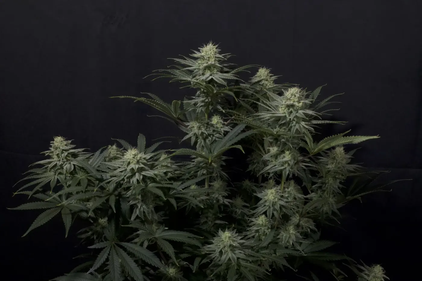 GG4 Sherbet