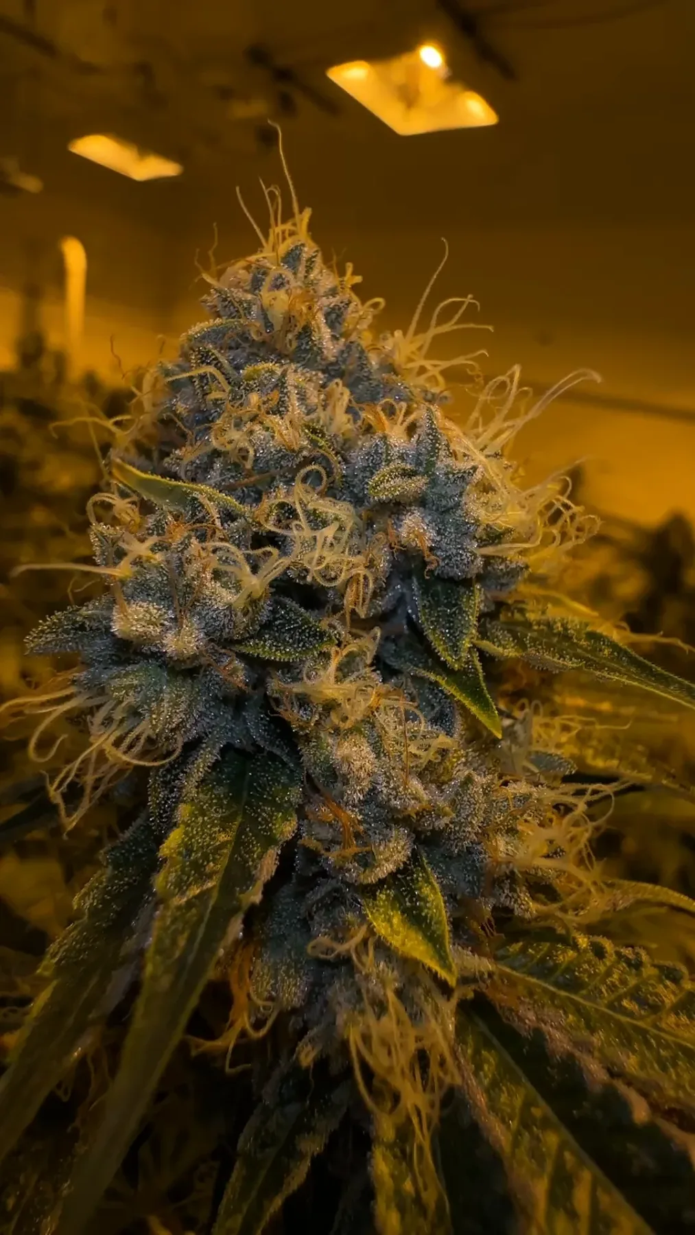 Kosher Kush