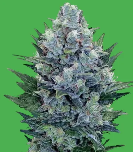 Blue Cheese