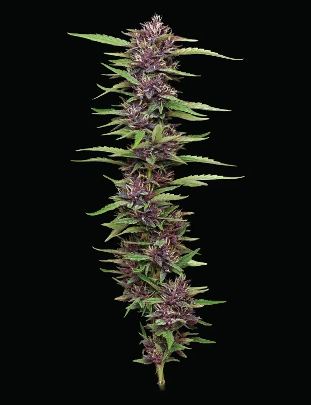 Purple Panty Dropper