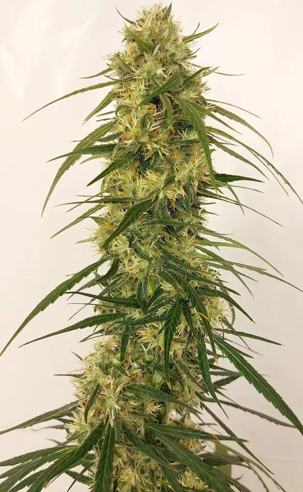 Panama A5 Haze