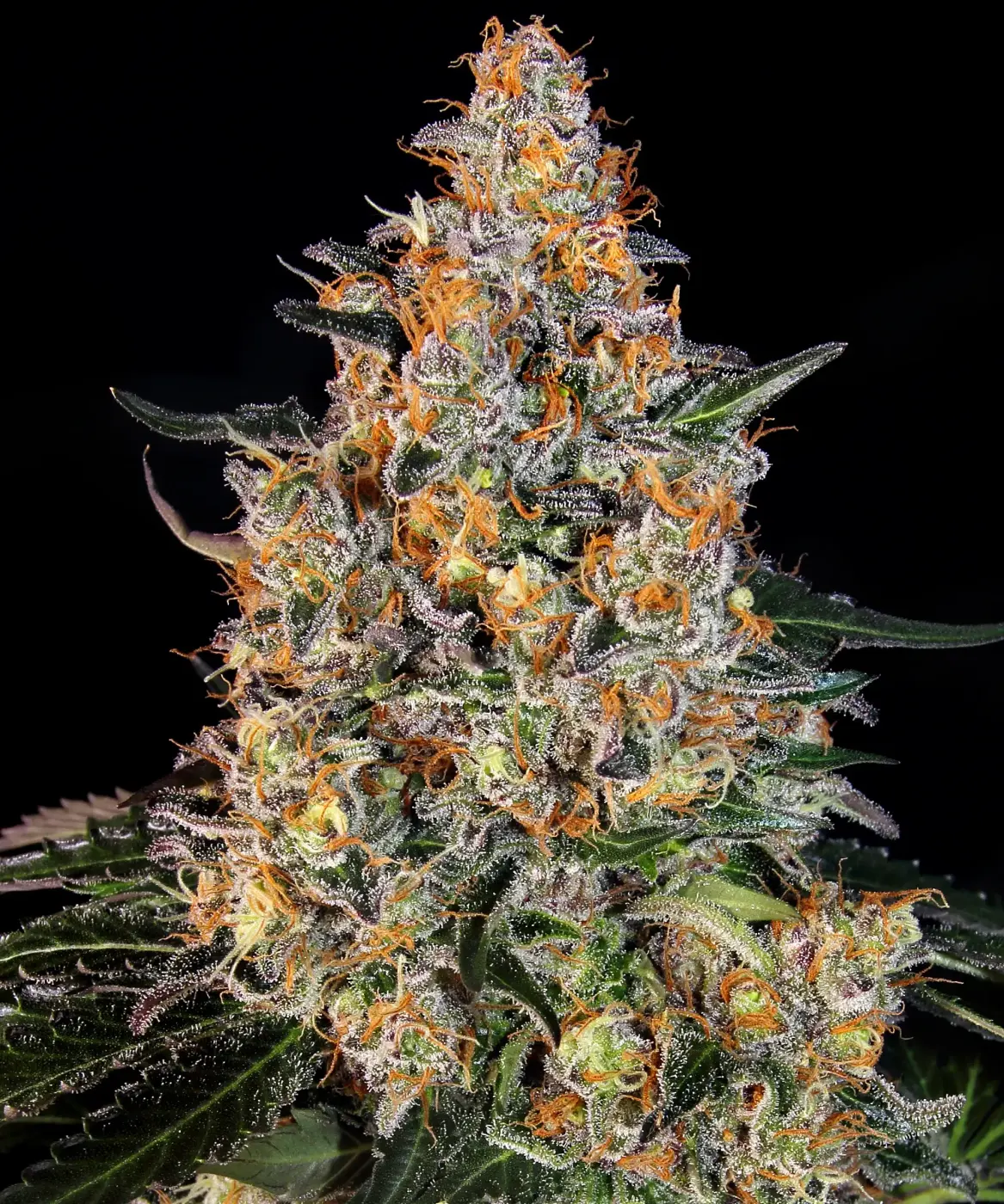 Bubba Kush