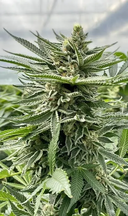 OG Kush